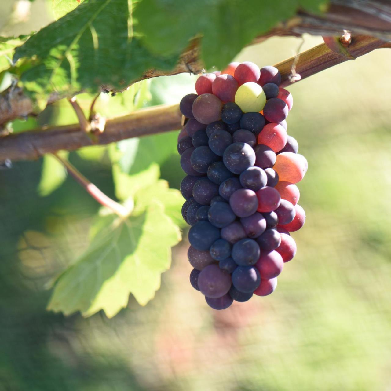Bed and Breakfast Grey Ridge Vineyard Experience Alexandra Zewnętrze zdjęcie
