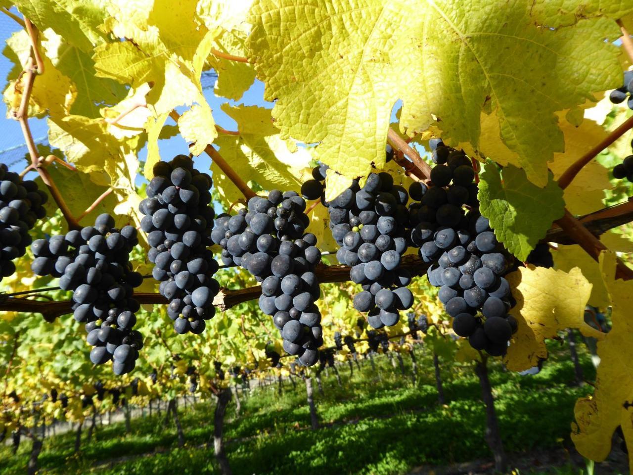 Bed and Breakfast Grey Ridge Vineyard Experience Alexandra Zewnętrze zdjęcie